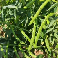 باقله باقالی باقلا|خوردنی و آشامیدنی|ششده و قره بلاغ, |دیوار