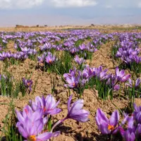 زعفران درجه یک و اصل مشهد|خوردنی و آشامیدنی|تهران, قیام‌دشت|دیوار