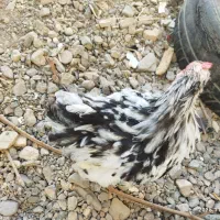 جفت جوجه کوشین|حیوانات مزرعه|کاشمر, |دیوار