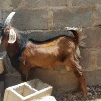 کهره نر وماده