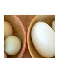 تخم قو غاز دورگ