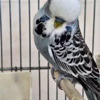 فروشگاه مرغ عشق انگلیسی