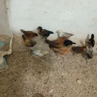 جوجه مرغ خورموج