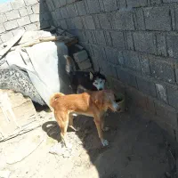 هاسکی چشم یخی|سگ|سعدآباد, |دیوار