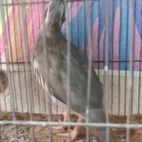 کفتر|پرنده|سبزوار, رضوی|دیوار