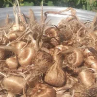 پیاز زعفران جهت کاشت