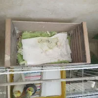 عروسی هلندی