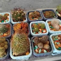 کاکتوس|گل و گیاه طبیعی|ترکمانچای, |دیوار