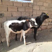 گاو یا گوساله ماده بومی|حیوانات مزرعه|شاهیوند, |دیوار