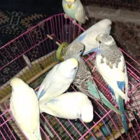 مرغ عشق رینبو،اسپانگل|پرنده|بندر ماهشهر, |دیوار