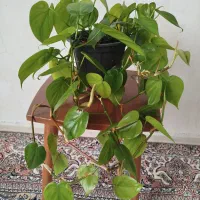 گل اسکاندیس سبز.وگل بنفشه آفریقایی
