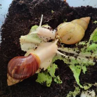 حلزون و خاویار|حیوانات مزرعه|هشتگرد, هشتگرد قدیم|دیوار