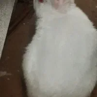 خرگوش