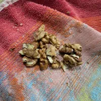 گردوی زرقان