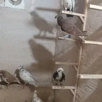 کبوتر رنگی|پرنده|اردکان, |دیوار