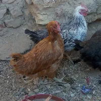 سلام 4عدد مرغ محلی فروشی