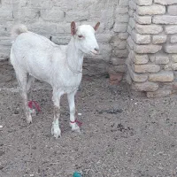 بز گوسفند|حیوانات مزرعه|زابل, |دیوار