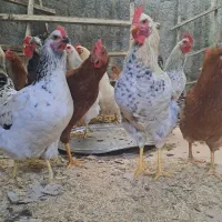 ۵ عدد خروس برای فروش موجوده|حیوانات مزرعه|کلاچای, |دیوار