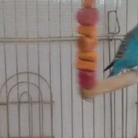 سه تا مرغ عشق ۹هصدهزارتوما