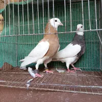 پرنده،کفتر،طوقی