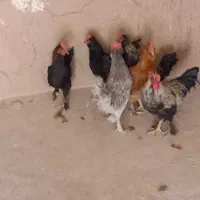 خروس|حیوانات مزرعه|یزد, |دیوار