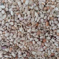 لوبیاچیتی|خوردنی و آشامیدنی|شیراز, شریف‌آباد|دیوار