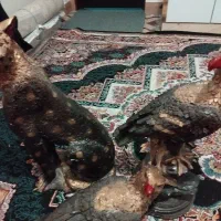 سلام دوستان ۳عددمجسمه به فروش می‌رسد