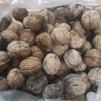 گردومحلی روغنی بادام