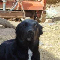 واگذاری توله لاس قهدریجانی