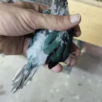 گرینچیک تراکویس نرمال و یلوساید