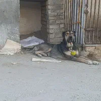 سگ پژدر