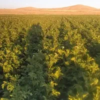 سیب زمینی‌بذری مدل جیلی ۱۴۰۱ سردخانه