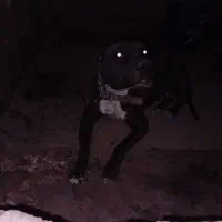 پیتبول ماده جفت خورده