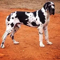 توله گریت دین های وارداتی شجره دار|سگ|تهران, الهیه|دیوار