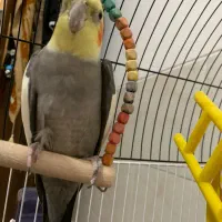 عروس هلندی|پرنده|شیراز, فاضل|دیوار