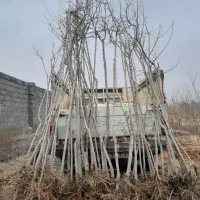 نهال توت|خدمات باغبانی و درختکاری|مشهد, درزآب|دیوار