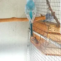 مرغ عشق گمشده