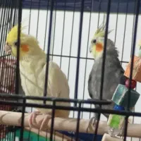 عروس هلندی