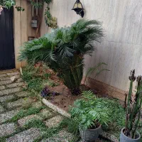 گل سیکاس|گل و گیاه طبیعی|بابل, |دیوار