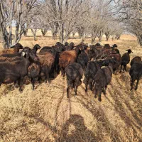 میش آبستن|حیوانات مزرعه|بناب, |دیوار