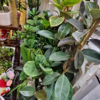 گل دسته گل باکس گیاه طبیعی آپارتمان شیک هدیه عالی|گل و گیاه طبیعی|مشهد, حجاب (شهرک غرب)|دیوار