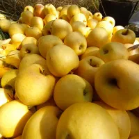 فروش سیب درجه یک لهدراز با بهترین کیفیت و قیمت|خوردنی و آشامیدنی|گندمان, |دیوار