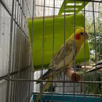 پرنده عروس هلندی‌ موئنث
