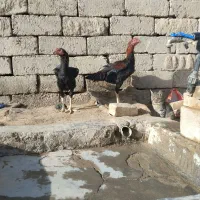 دوتا جوجه خروس لاری|حیوانات مزرعه|جزنیک, |دیوار