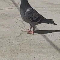 سلام کبوتر گم شده