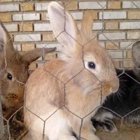 خرگوشای دورگه جوان