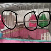 فنچ مولد کارداده|پرنده|بروجرد, |دیوار