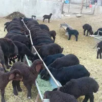 اخور ابخور آخور آبخور آبشخور ابشخور گالوانیزه|حیوانات مزرعه|خاوران, |دیوار