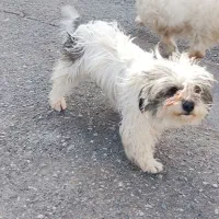 واگذاری شیتزو|سگ|سبزوار, شرق کال عیدگاه|دیوار