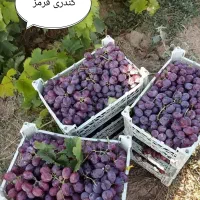 عسل آویشن خار شتر شیره انگور|خوردنی و آشامیدنی|ساری, |دیوار